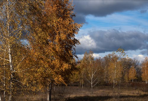 Gratis lagerfoto af birketræer, efterår, eng