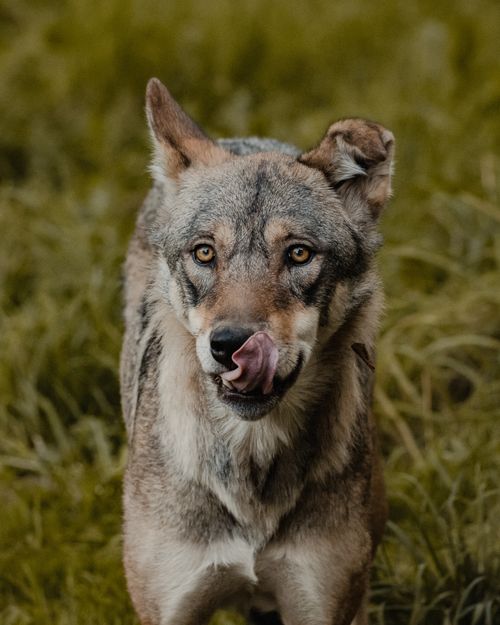 Free A wild wolf licking its lips, standing on grass in a natural setting. Perfect for wildlife enthusiasts. Stock Photo