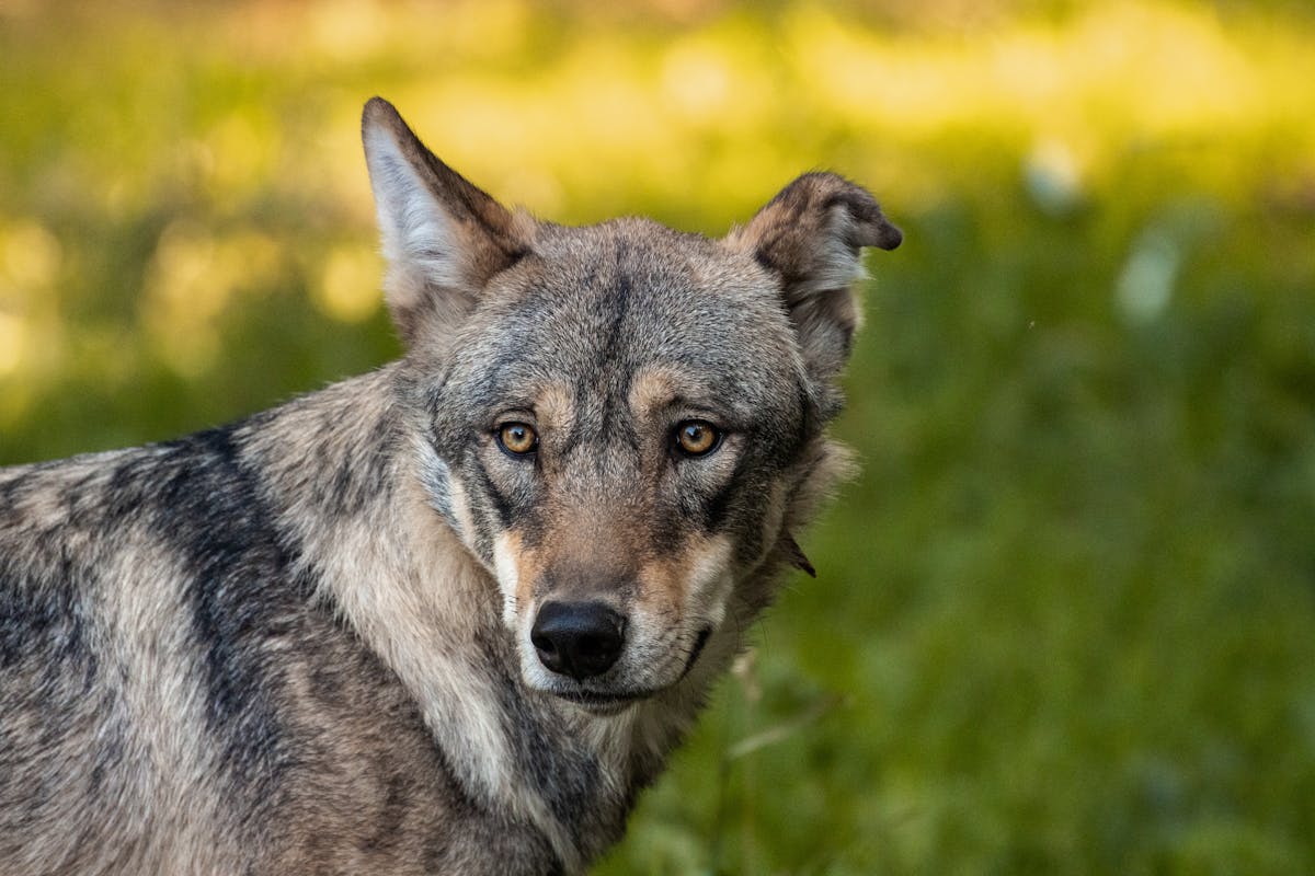 Pi Dog Photos, Download The BEST Free Pi Dog Stock Photos & HD Images