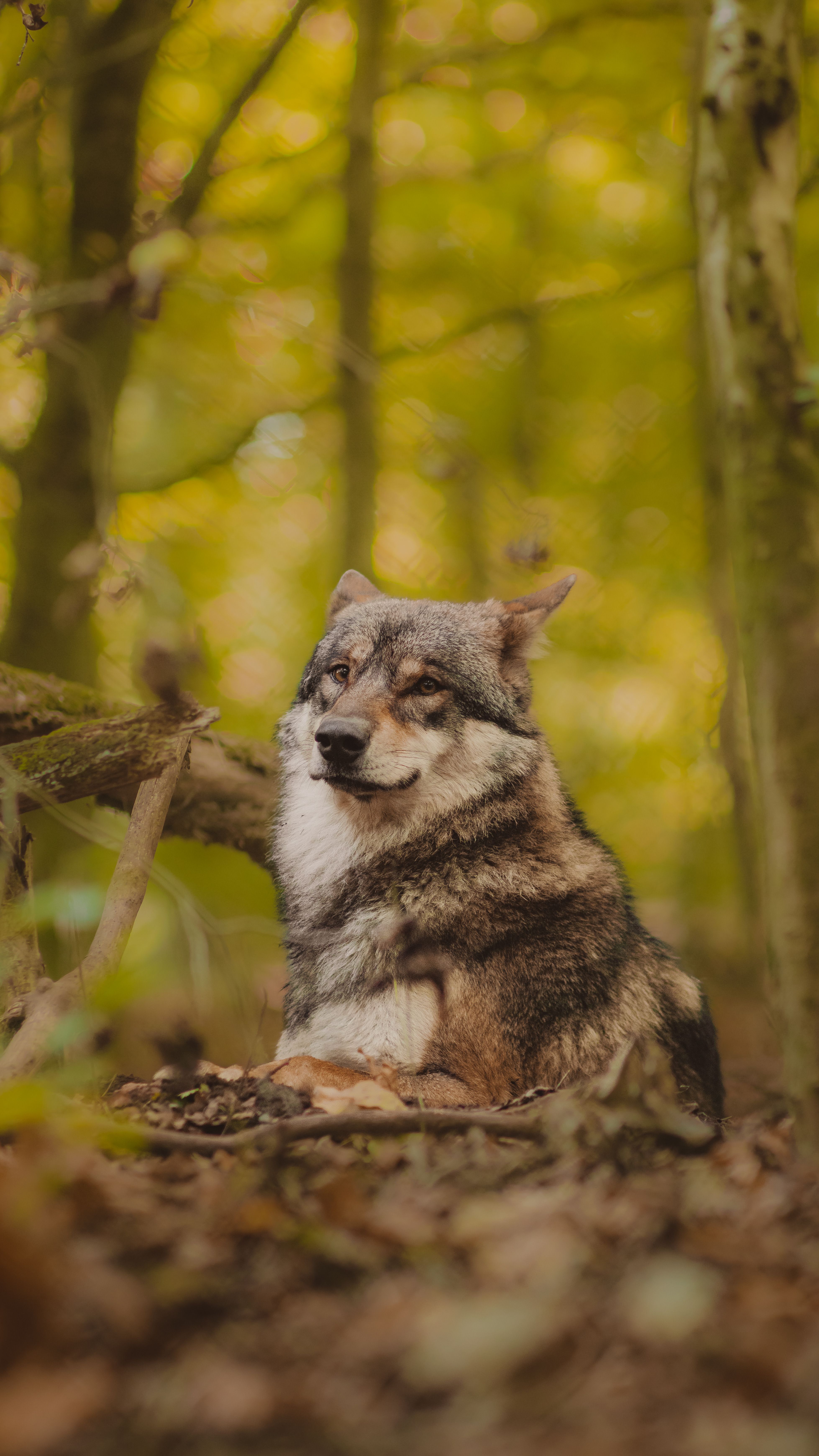 Gratis stockfoto met aardetinten, afzondering, beest