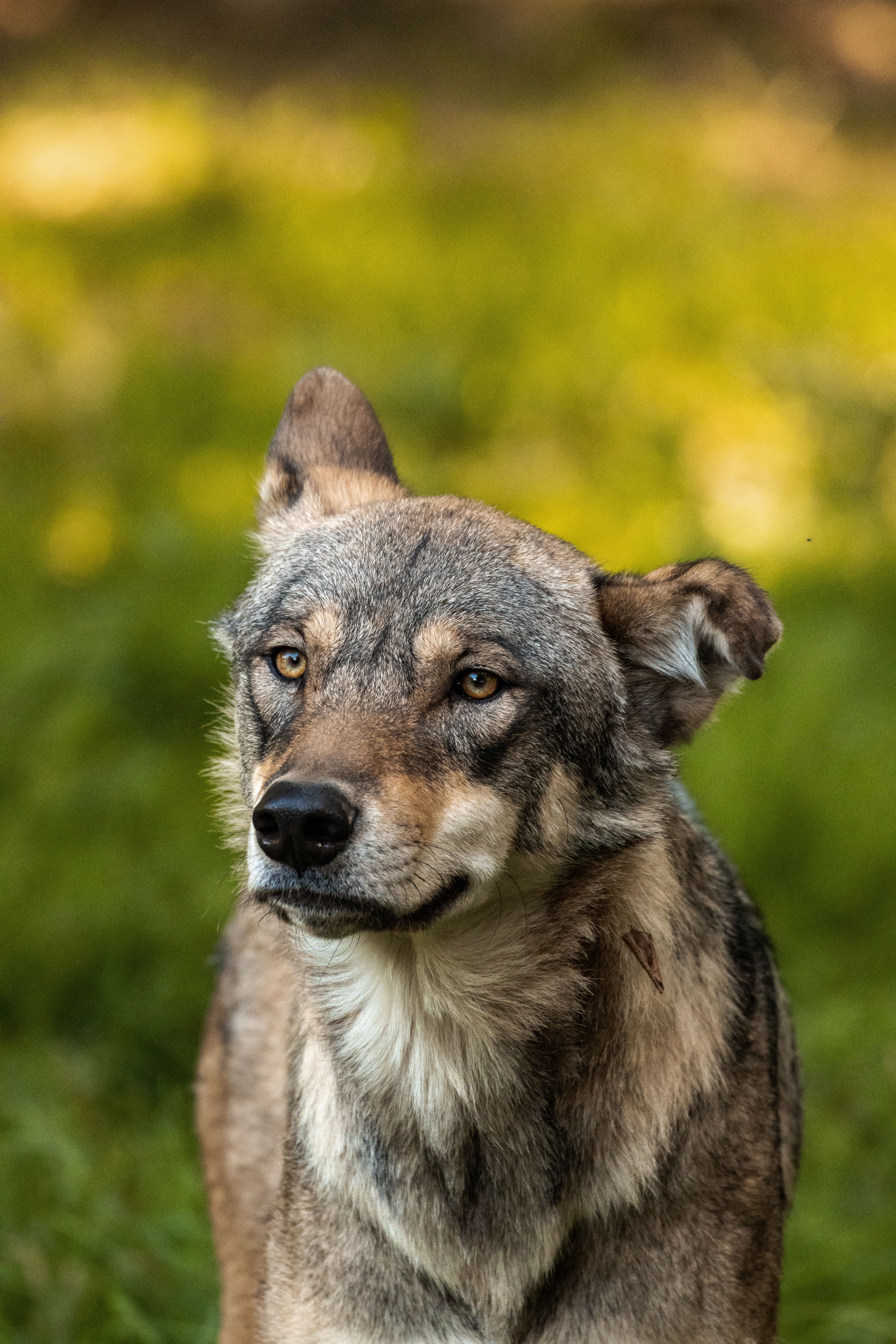 A focused close-up of a gray wolf standing in a grassy outdoor setting.