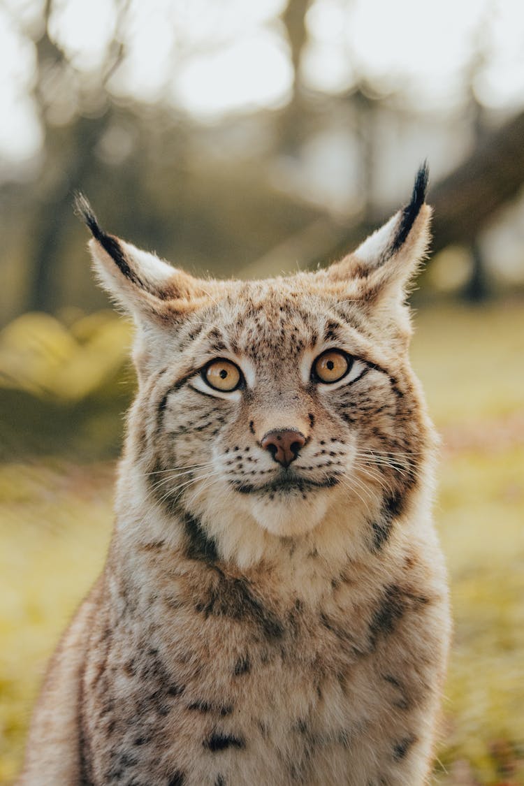 Portrait Of Eurasian Lynx