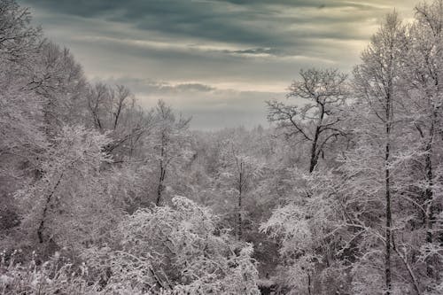 Бесплатное стоковое фото с верхушка дерева, живописный, зима