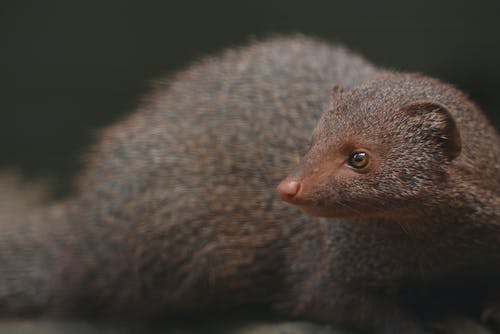 Close Upfotografie Van Dieren