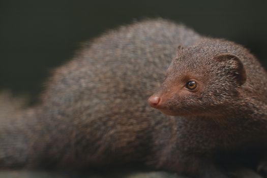 Close-up Photography Of Animal