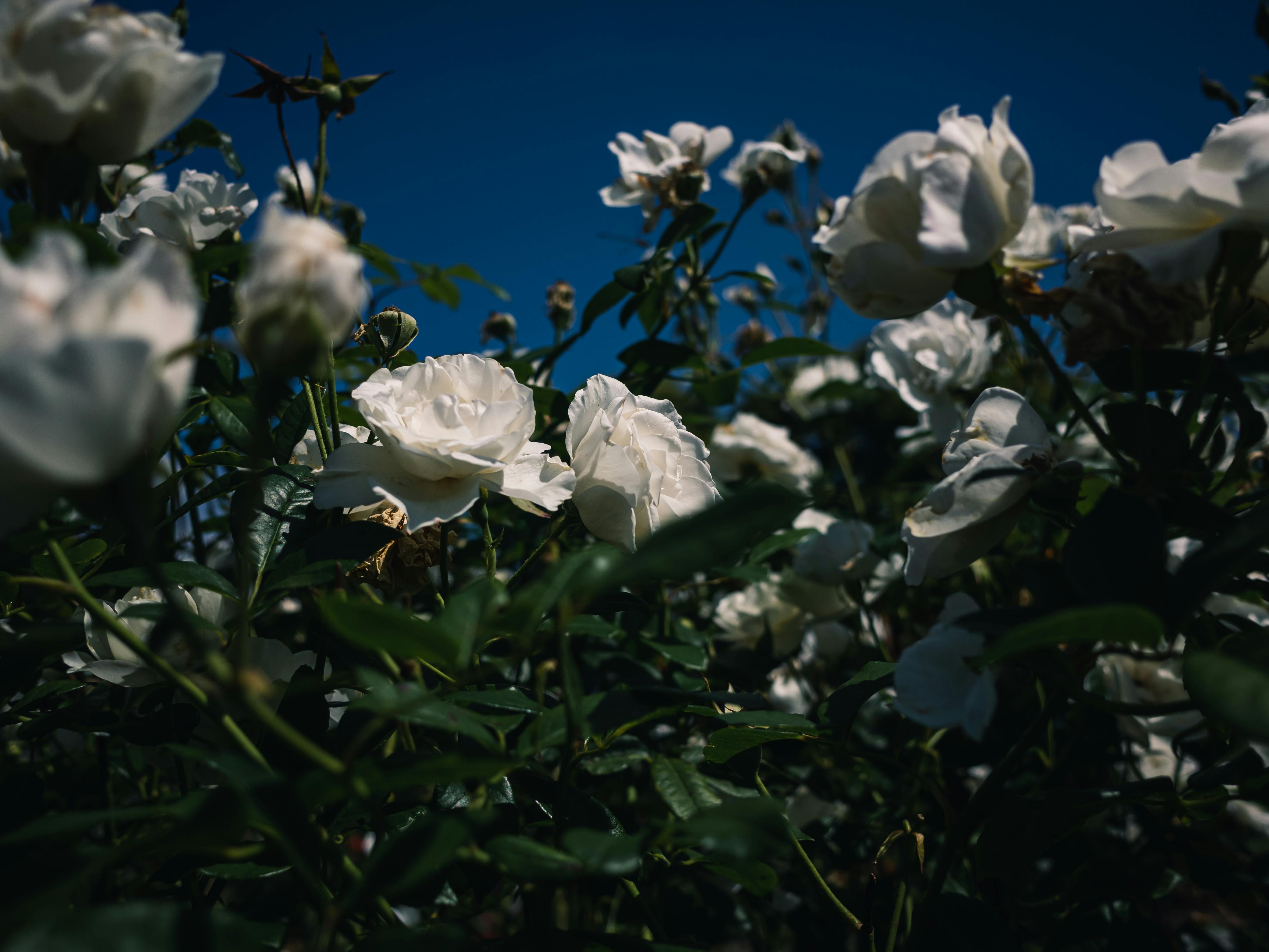 Beautiful white roses blooming against a clear blue sky in a lush green garden.