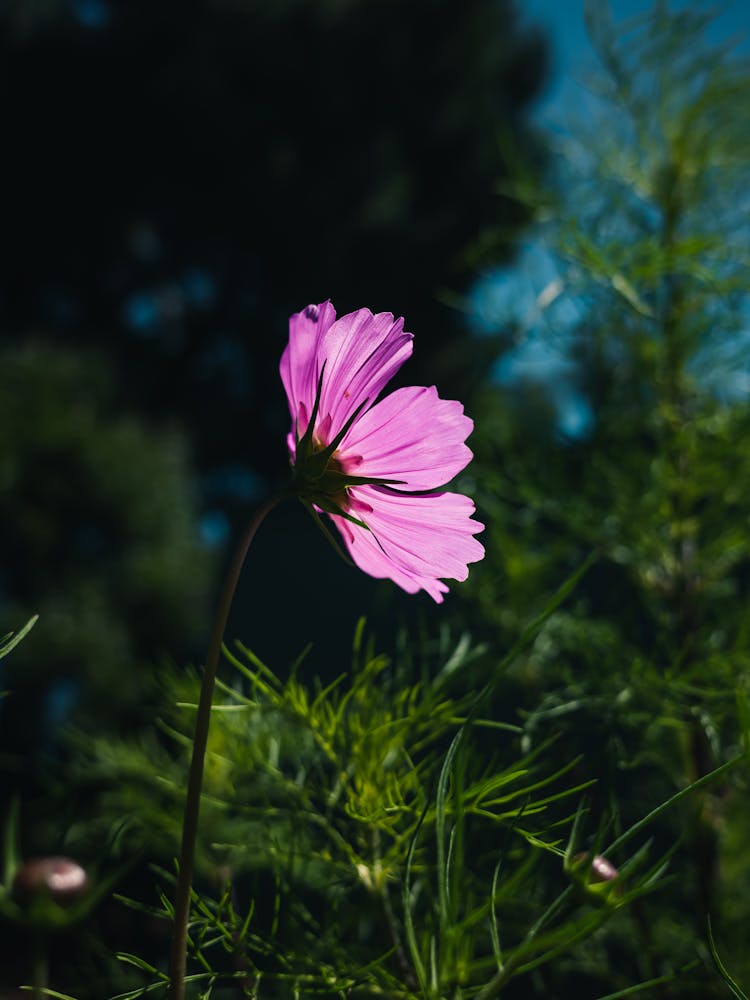 Garden Cosmos Flower