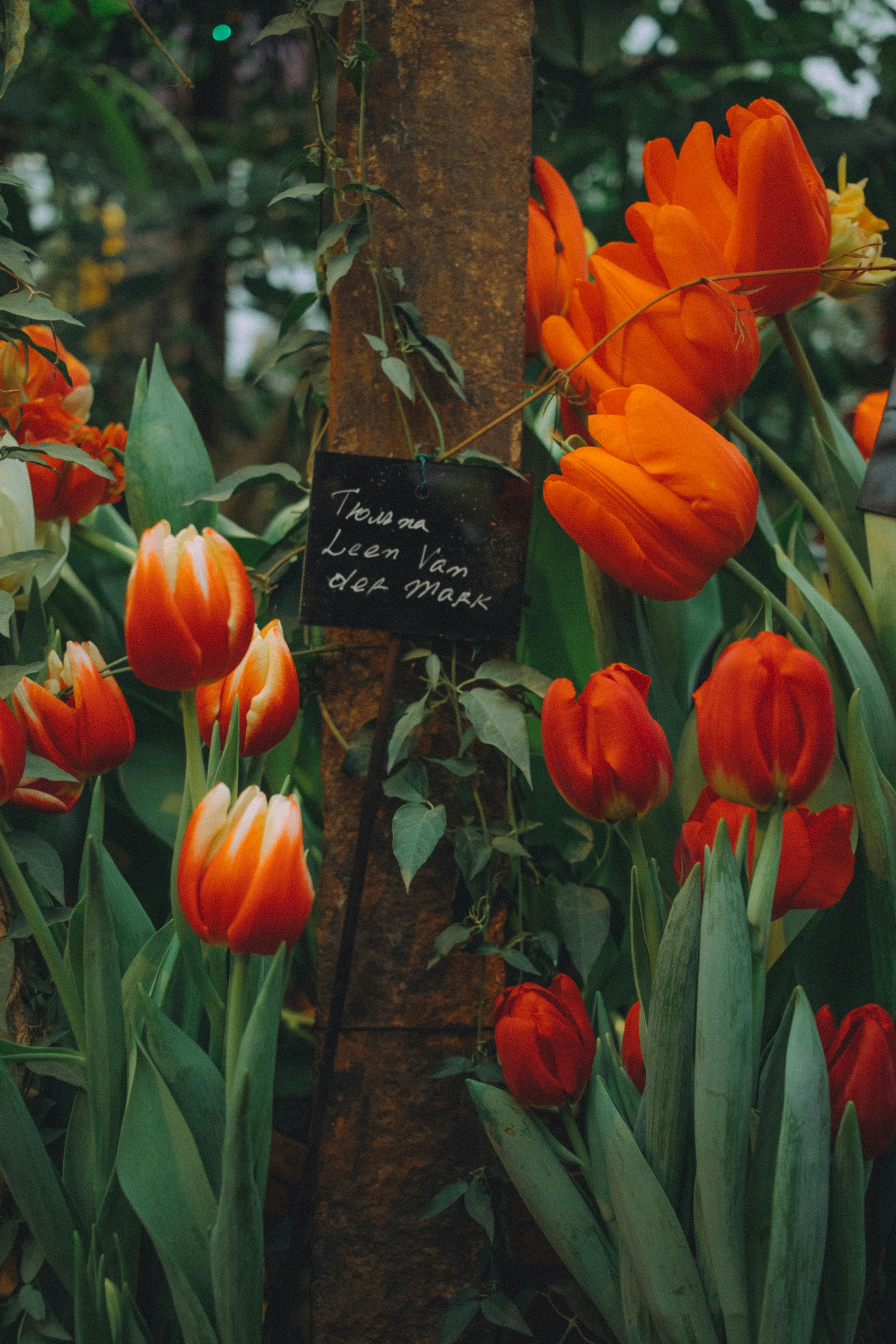 Beautiful red tulips bloom vibrantly in a lush garden scene, with a rustic wooden backdrop.
