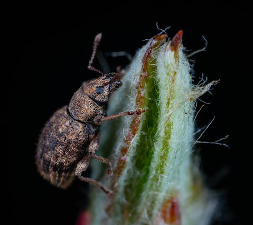 Photos gratuites de beetle, centrale, entomologie