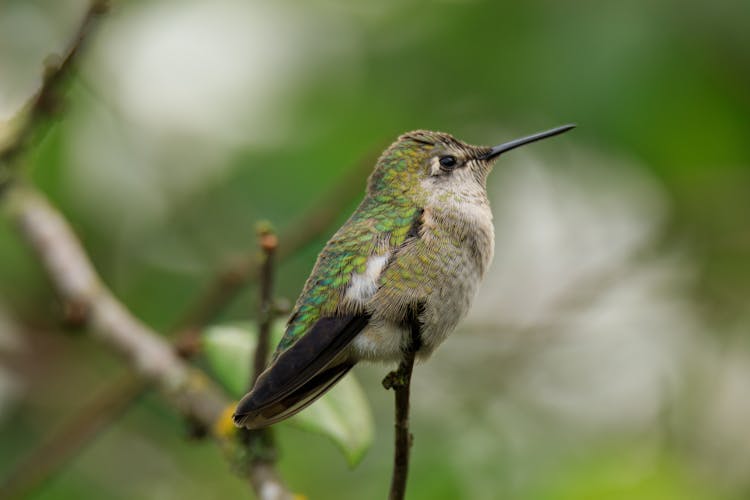 Close Up Of Annas Hummingbird