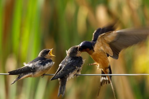 Free Close-up of barn swallows feeding chicks, focusing on natural behavior. Stock Photo