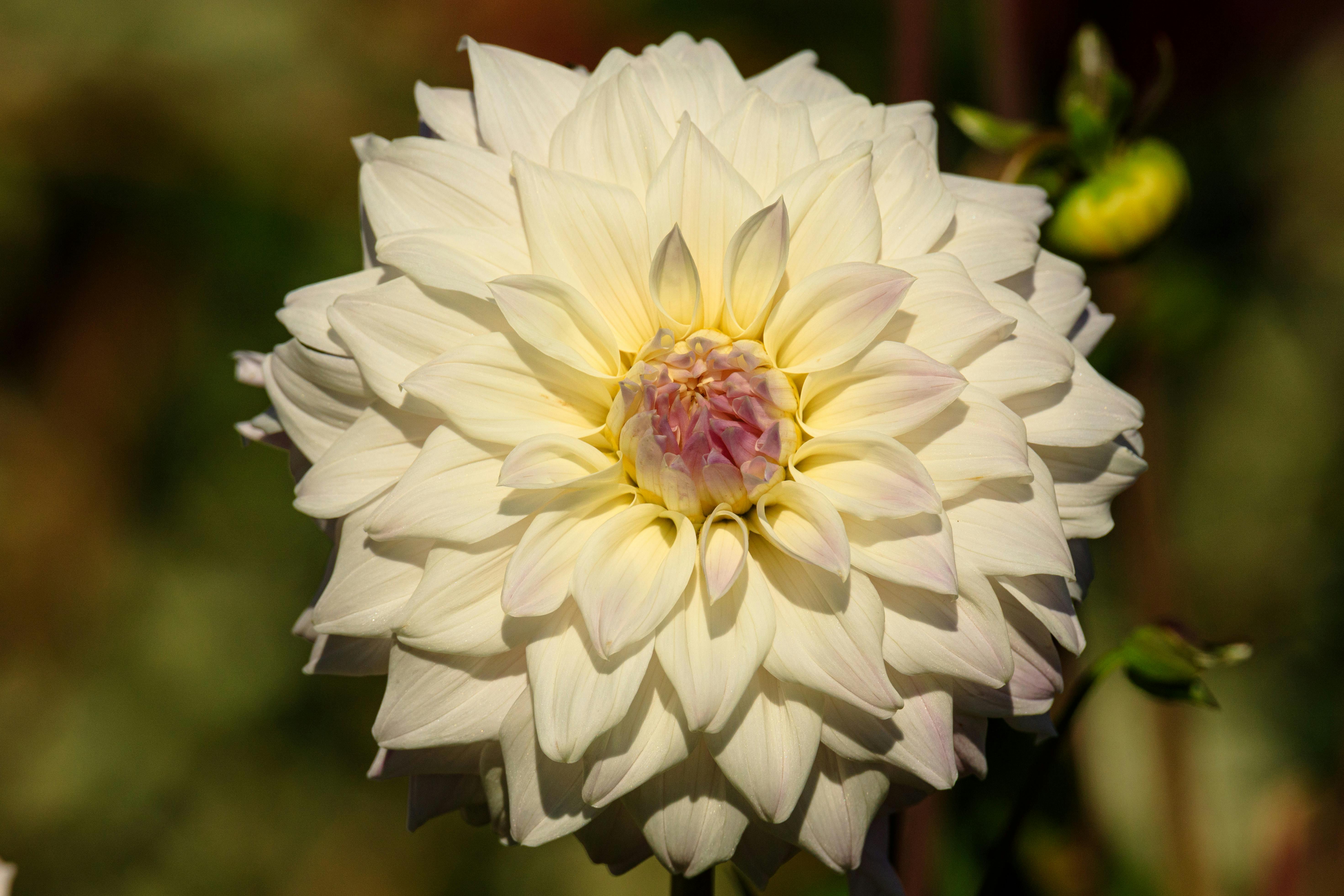 white dahlia