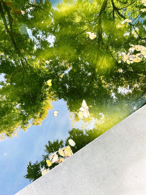 Základová fotografie zdarma na téma banka, hrana, listy