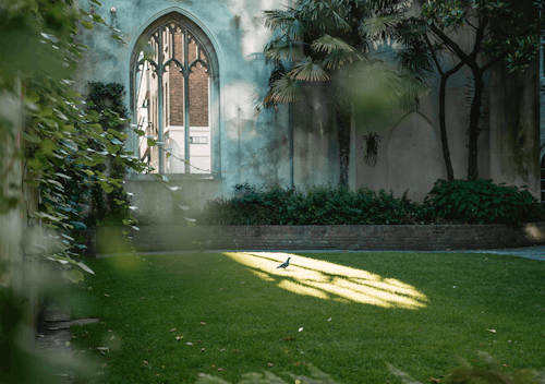 Darmowe zdjęcie z galerii z dziedziniec, gołąb, gotycki