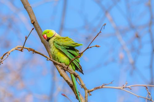 Free Close-up of a vibrant green parakeet sitting on a branch against a blue sky. Stock Photo