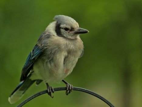 A detailed close-up of a blue jay bird perching on a wire against a lush green background.