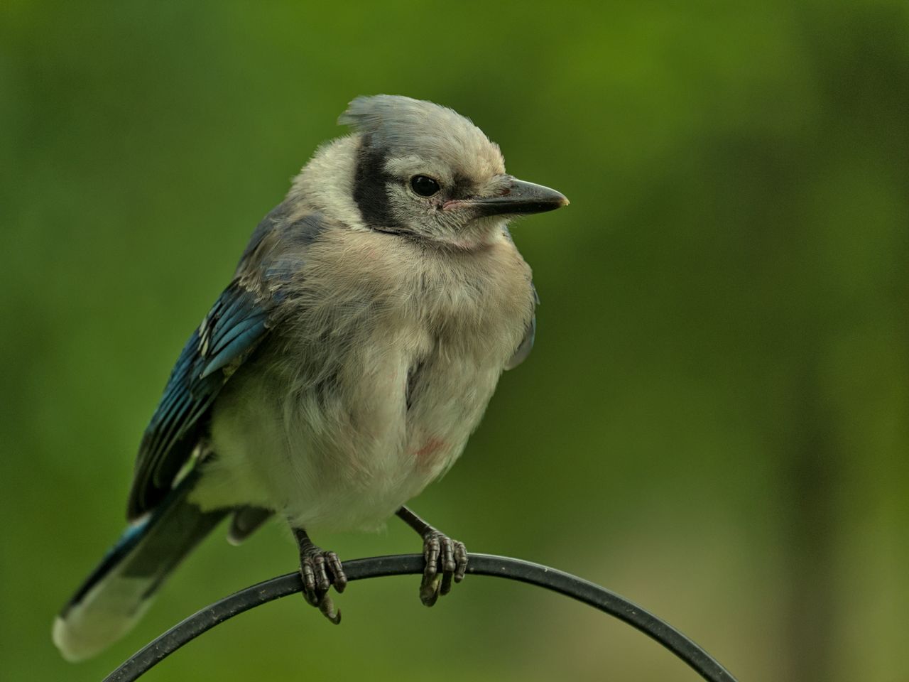 a detailed close up of a blue jay bird perching on a wire against a lu