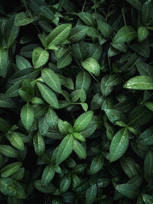 Kostenloses Stock Foto zu botanik, grüne blätter, nass