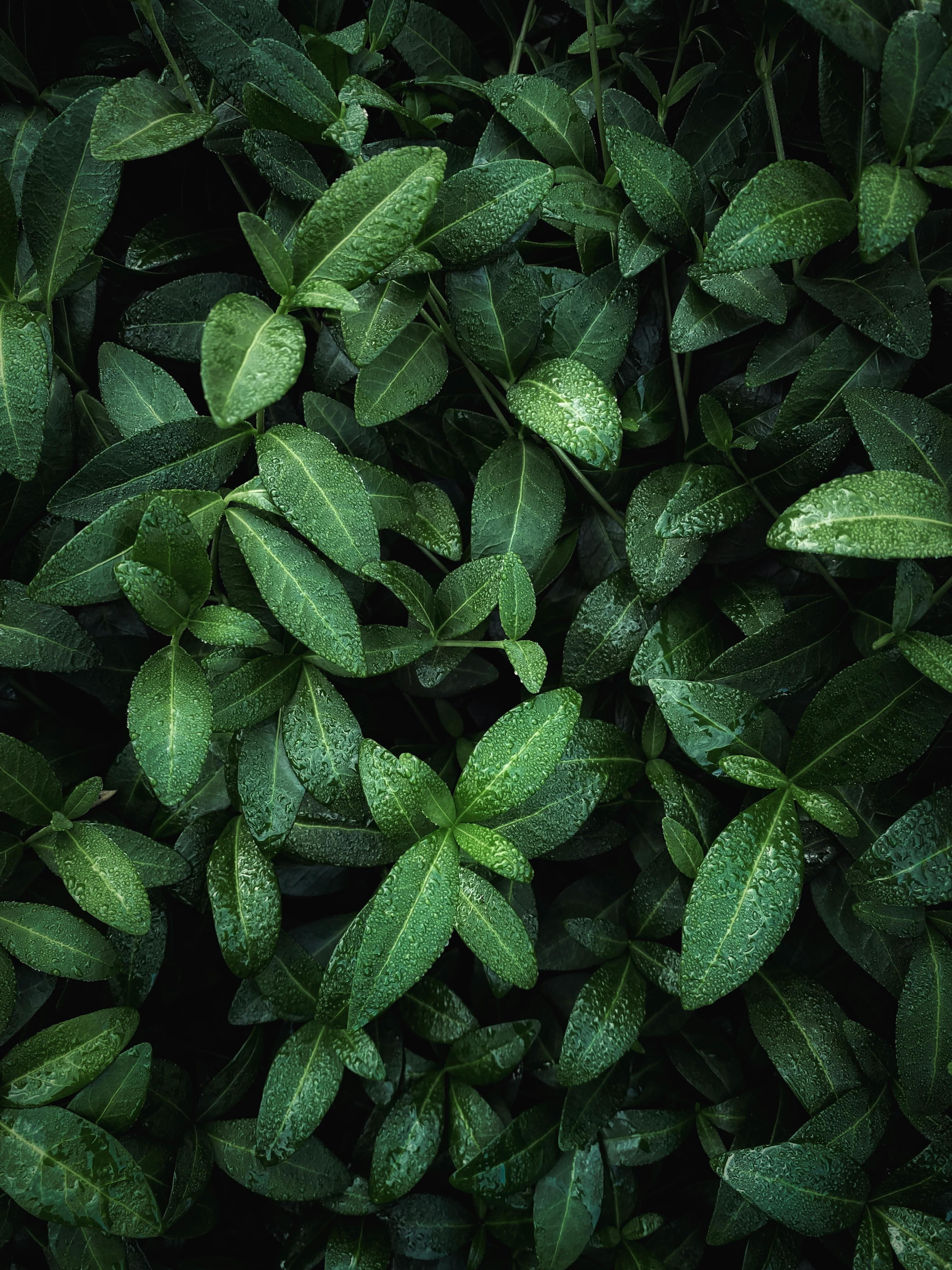 Fleshy Leaves against White Background · Free Stock Photo