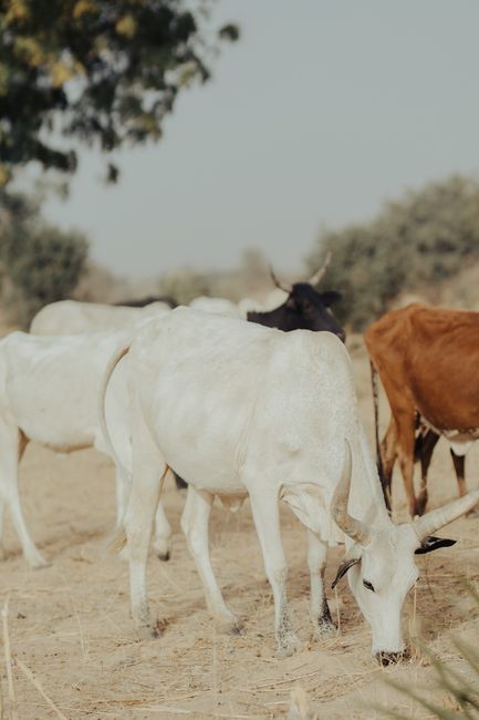A herd of zebu cattle grazing in a rural Indian field, showcasing traditional farming.