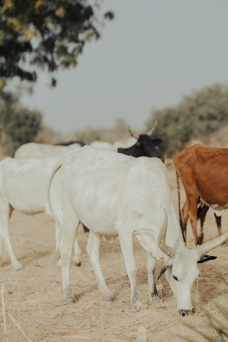 Zebu, Domestic Cattle On The Pasture 