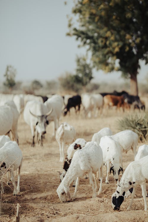 가축, 농업, 농촌의의 무료 스톡 사진