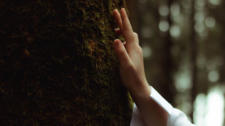 Hand Touching Tree