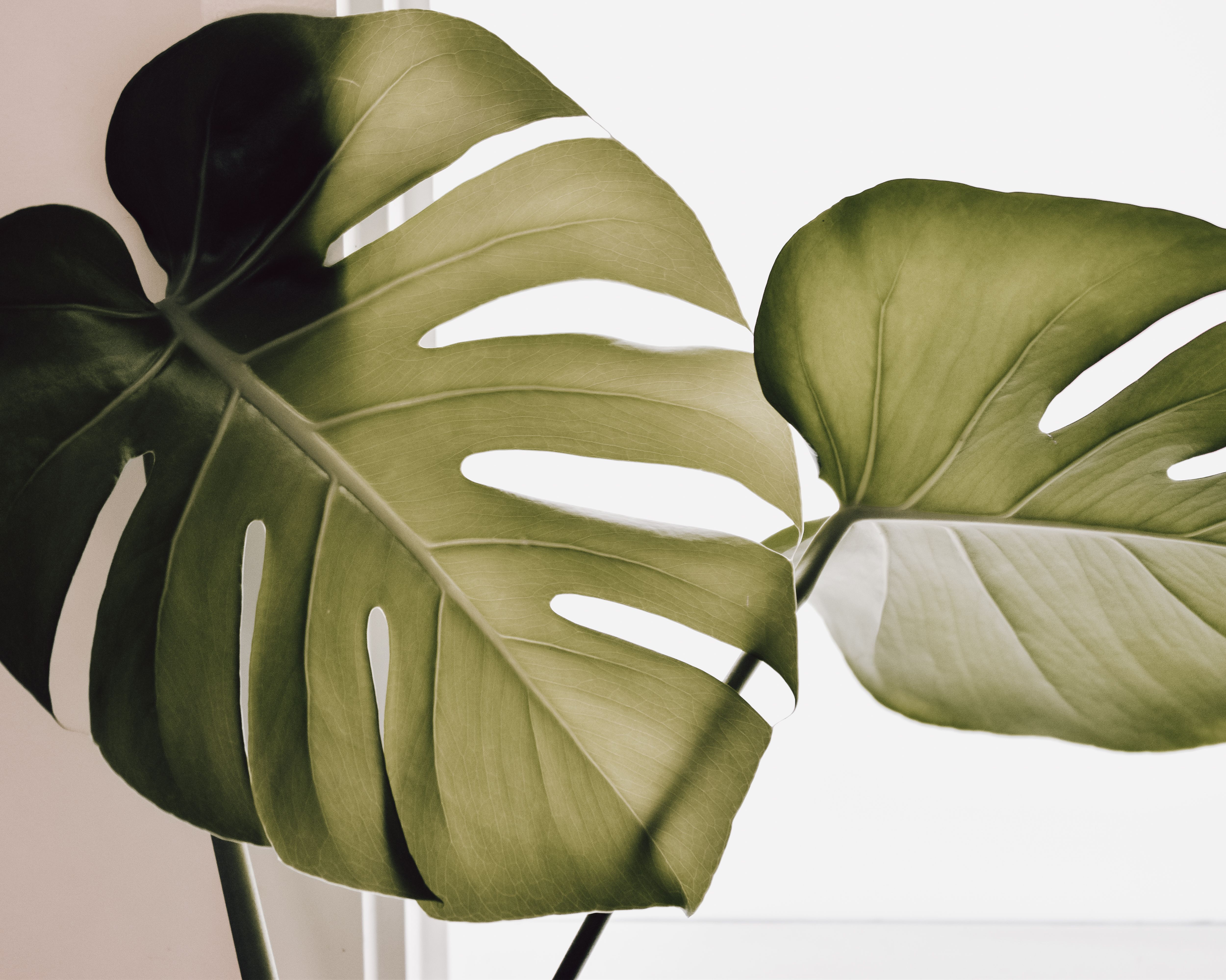 Leaf of Monstera Deliciosa Plant