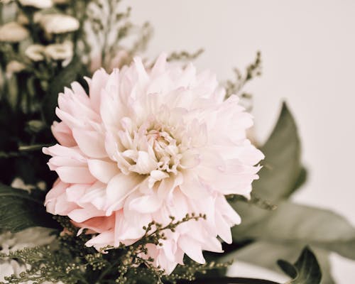 Gratis stockfoto met bloem, boeket, decoratie
