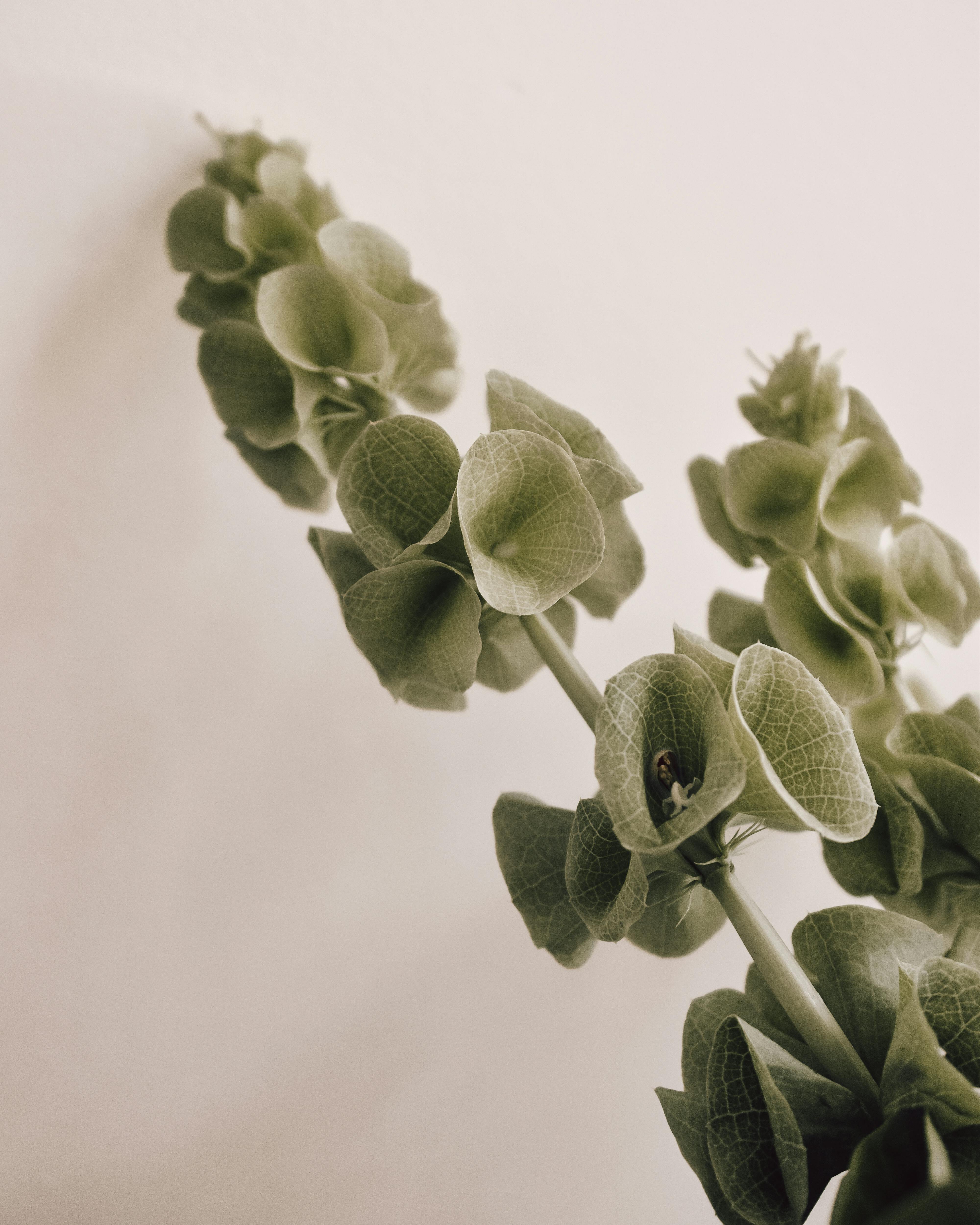 Graceful close-up of Bells of Ireland plant with soft green leaves against a white wall, showcasing detail and simplicity.