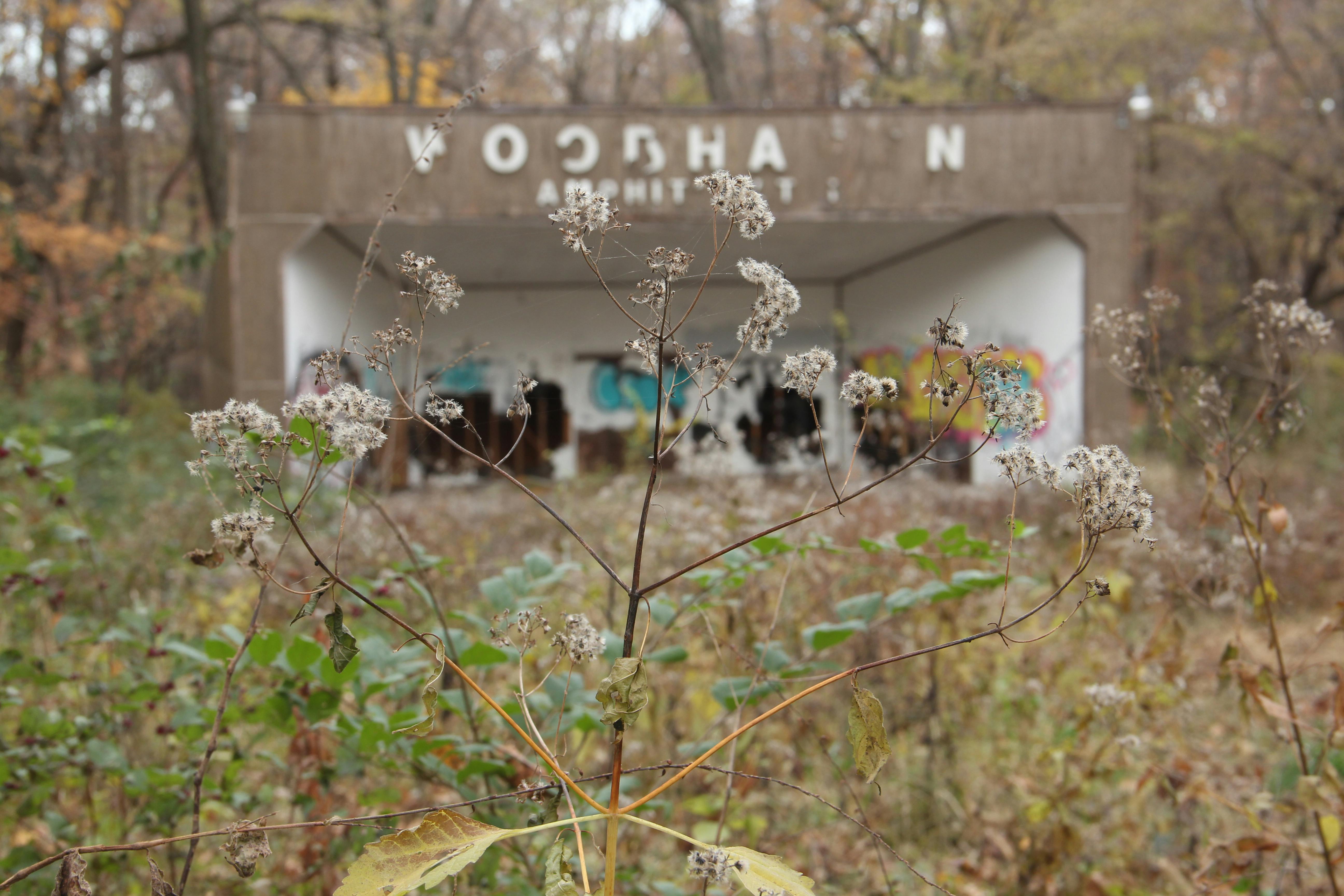 A Giraffe in Kruger National Park