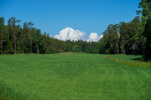 Foto profissional grátis de árvores, campina, campo verde