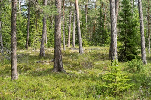 경치, 나무, 삼림지대의 무료 스톡 사진