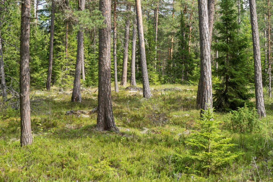 Lush green forest with tall trees in Valaam, Republic of Karelia, Russia.