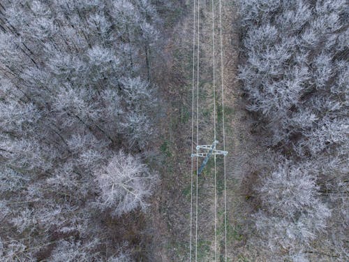 A Power Line in a Forest 