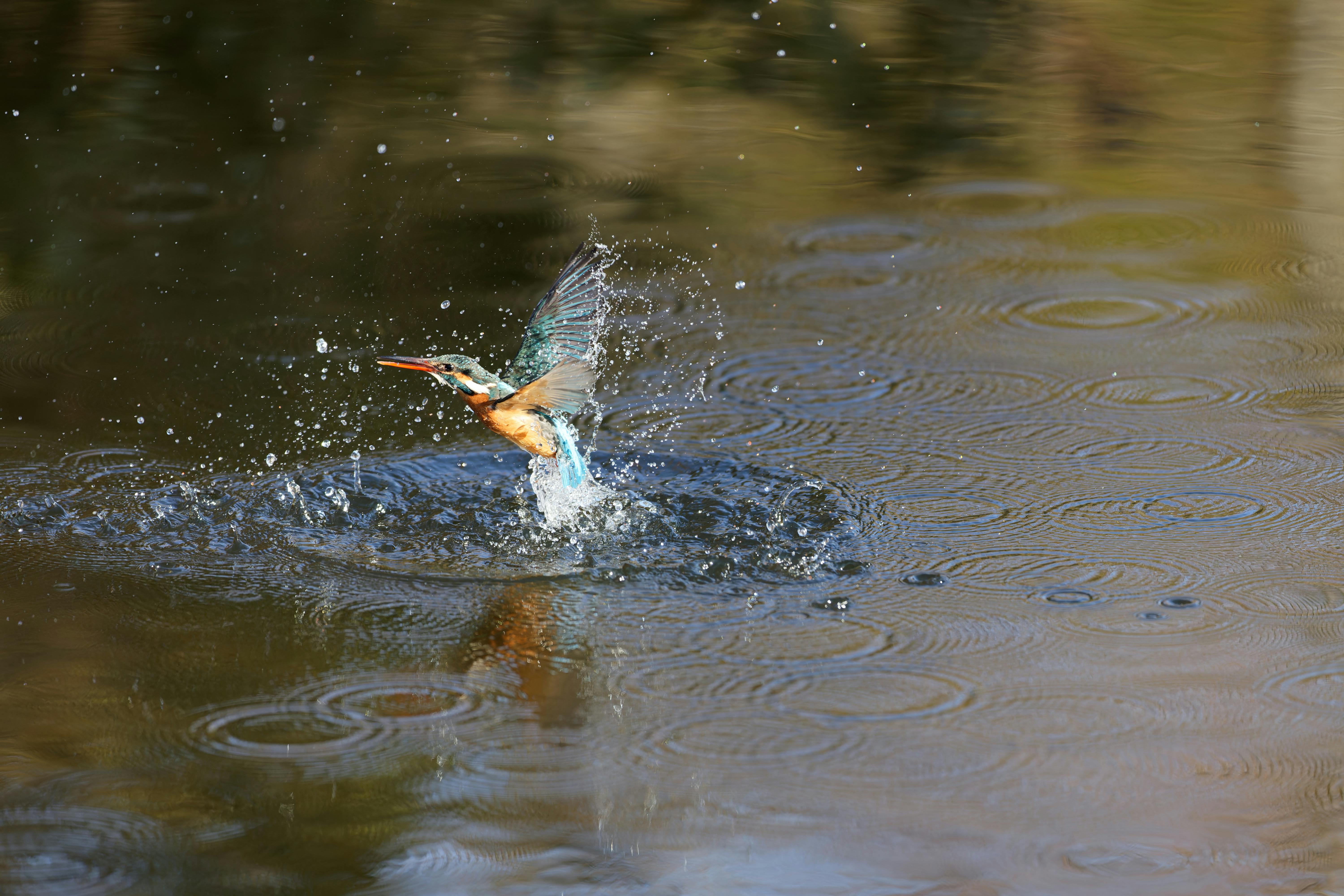 Common Kingfisher Landing in Water · Free Stock Photo