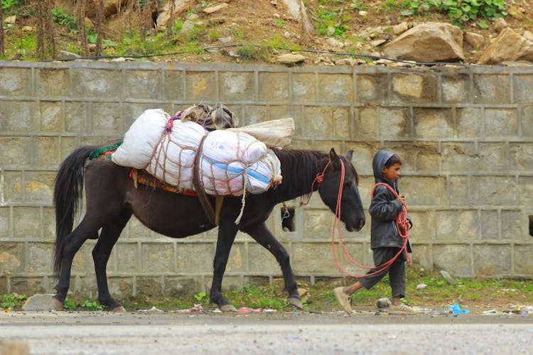 Boy Leading Horse With Bags