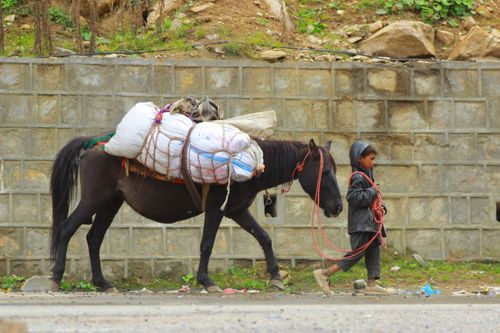 Free A child leads a pack horse loaded with bags along a stone wall, depicting rustic and traditional travel. Stock Photo