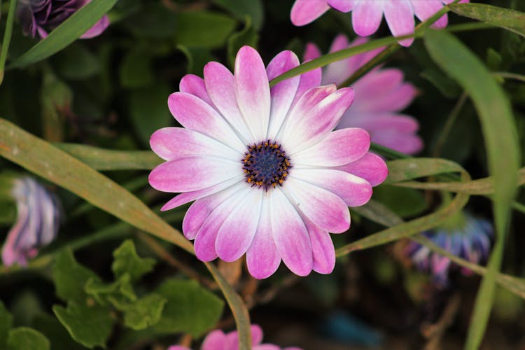 Pink Flower In Bloom