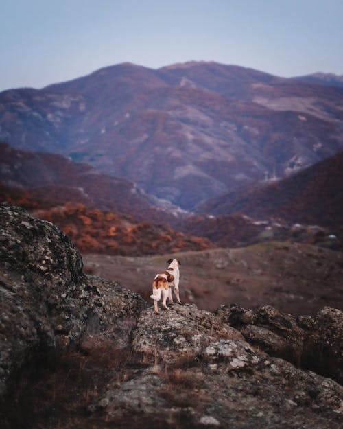 Dog in Mountains