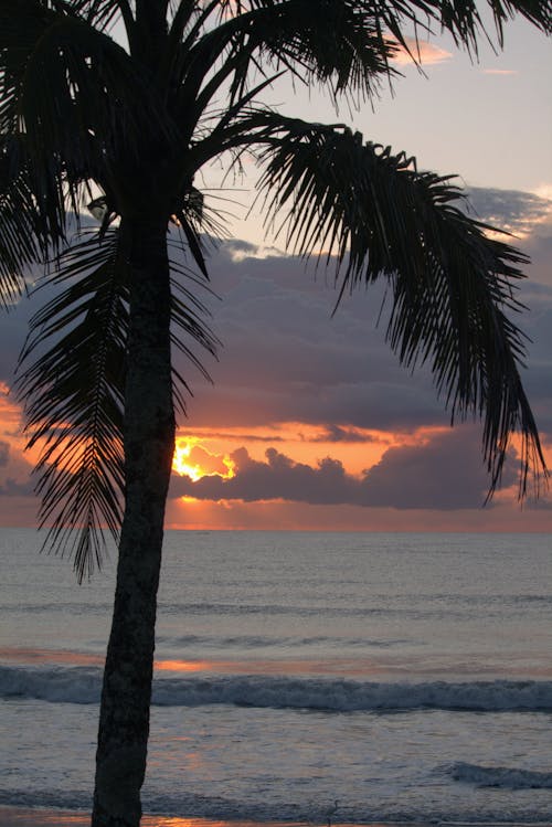Silhouette of Palm Tree on Sea Shore against Sunset