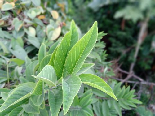 Free stock photo of beautiful nature wallpaper, dark green plants, evergreen Stock Photo