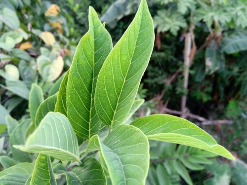 Free stock photo of best green wallpapers, dark green plants, evergreen Stock Photo