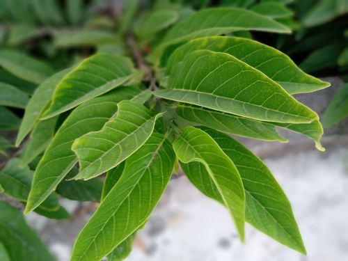 Free stock photo of best nature image wallpaper, dark green plants, plant life Stock Photo