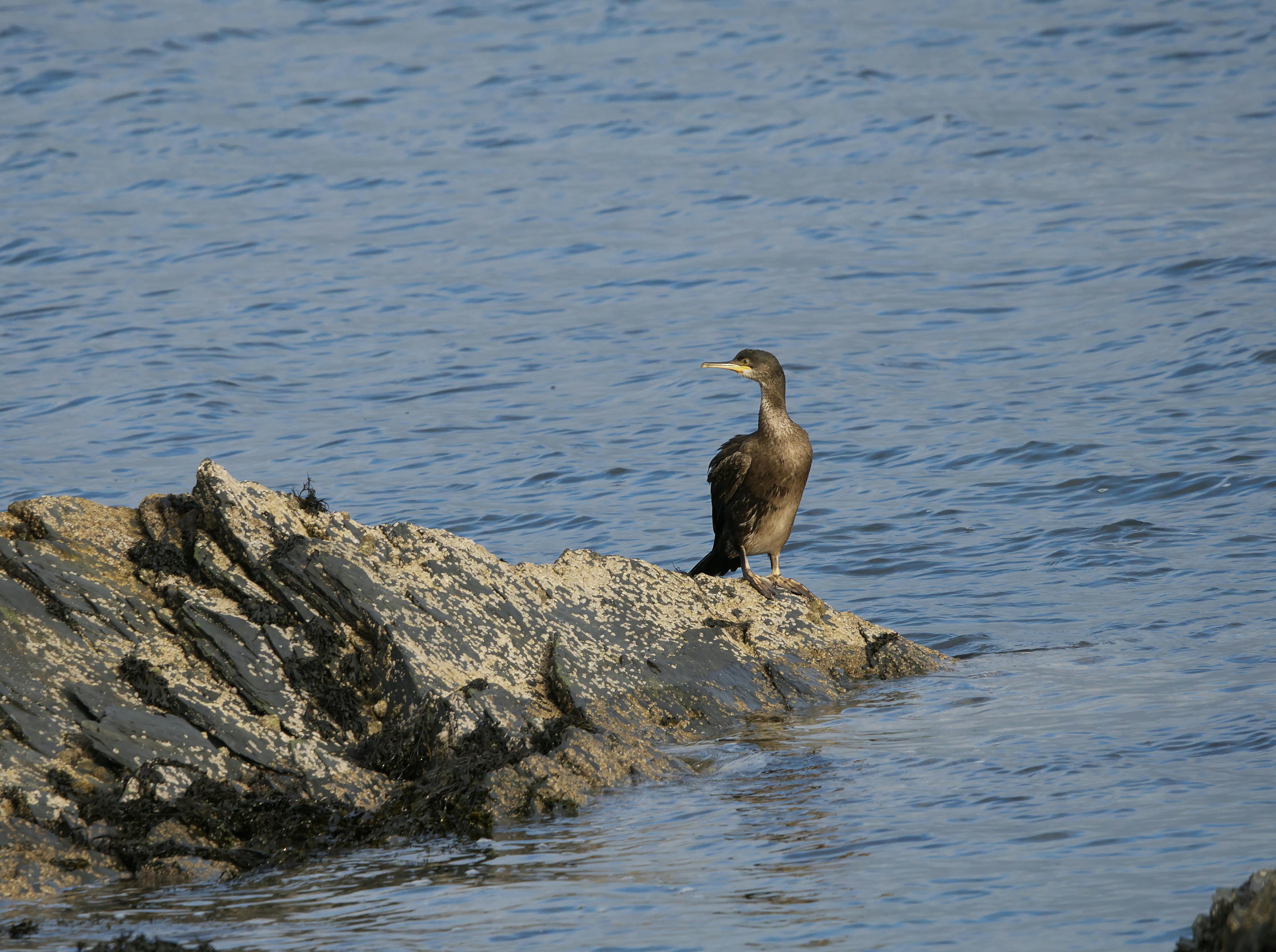 heron perching on rock