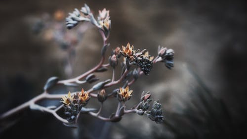 Selective Focus Photography of Clustered Flowers