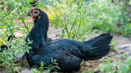 Základová fotografie zdarma na téma drůbež, farma, fotografování zvířat