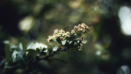 花蕾的选择性焦点照片