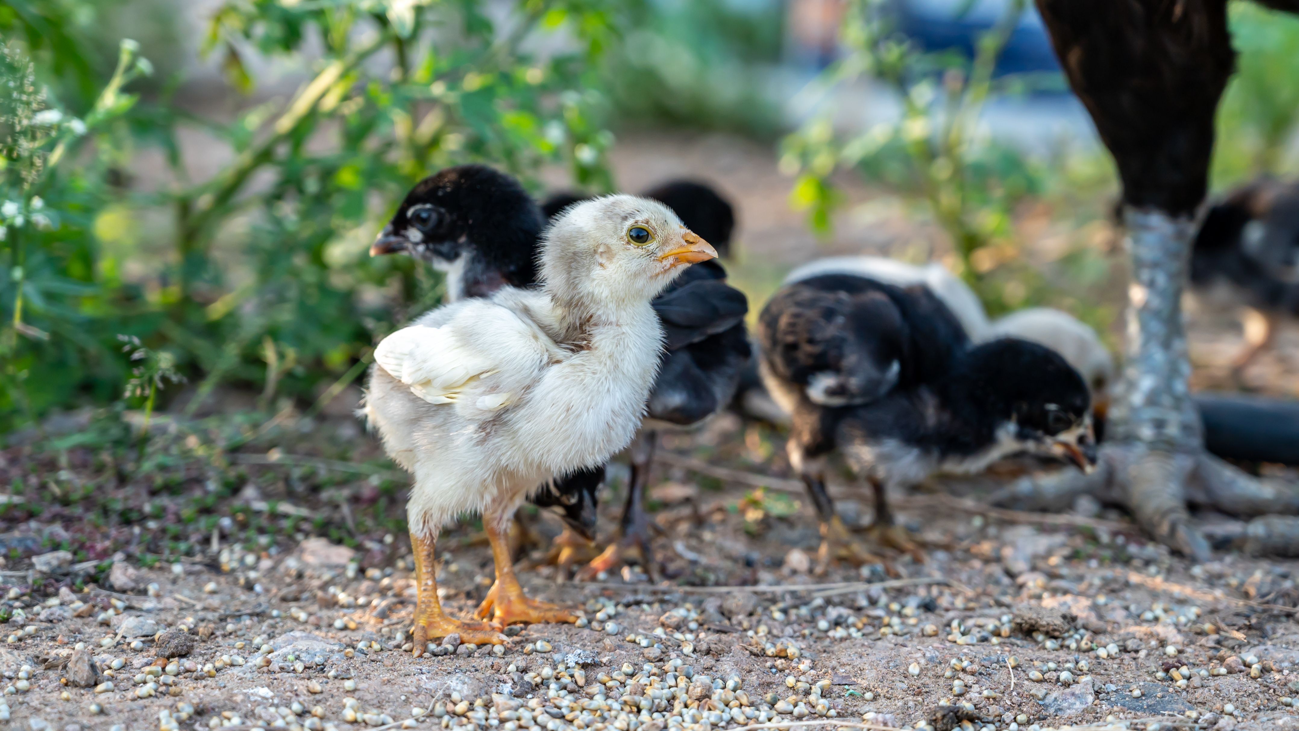 Foto de stock gratuita sobre aves, aves de corral, fotografía de ...