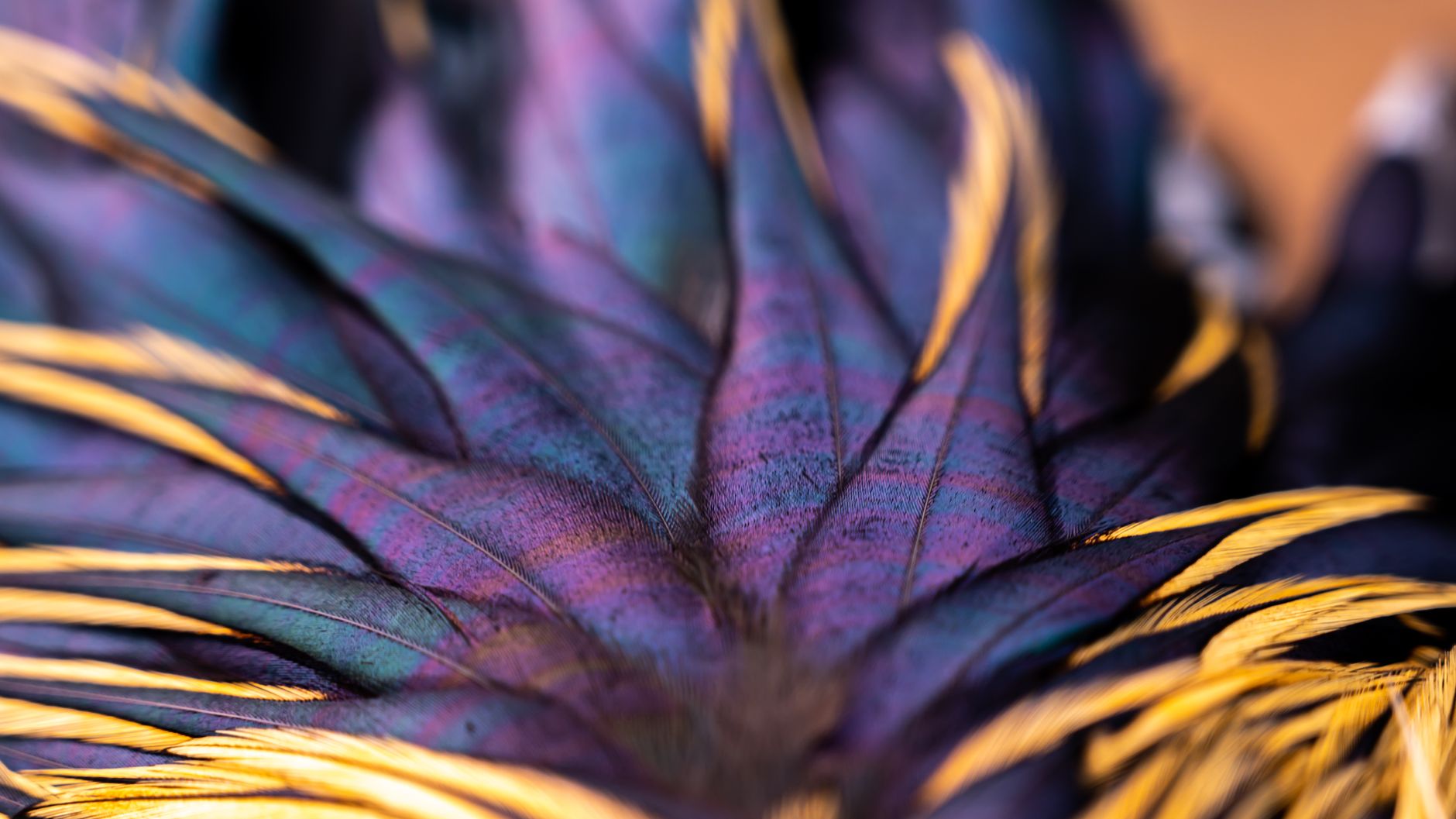 Stunning closeup of colorful Indian rooster feathers with a vivid pattern.